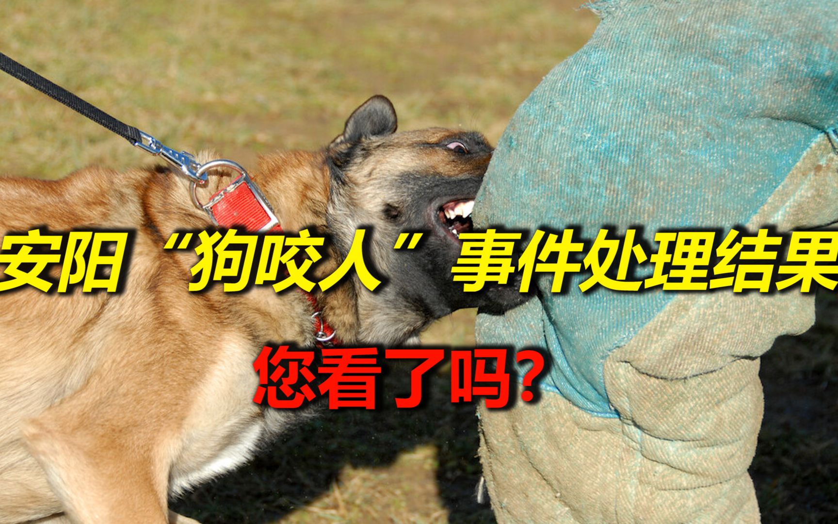 河南安阳"狗咬人"事件后续的处理结果,您看了吗?_哔哩哔哩_bilibili