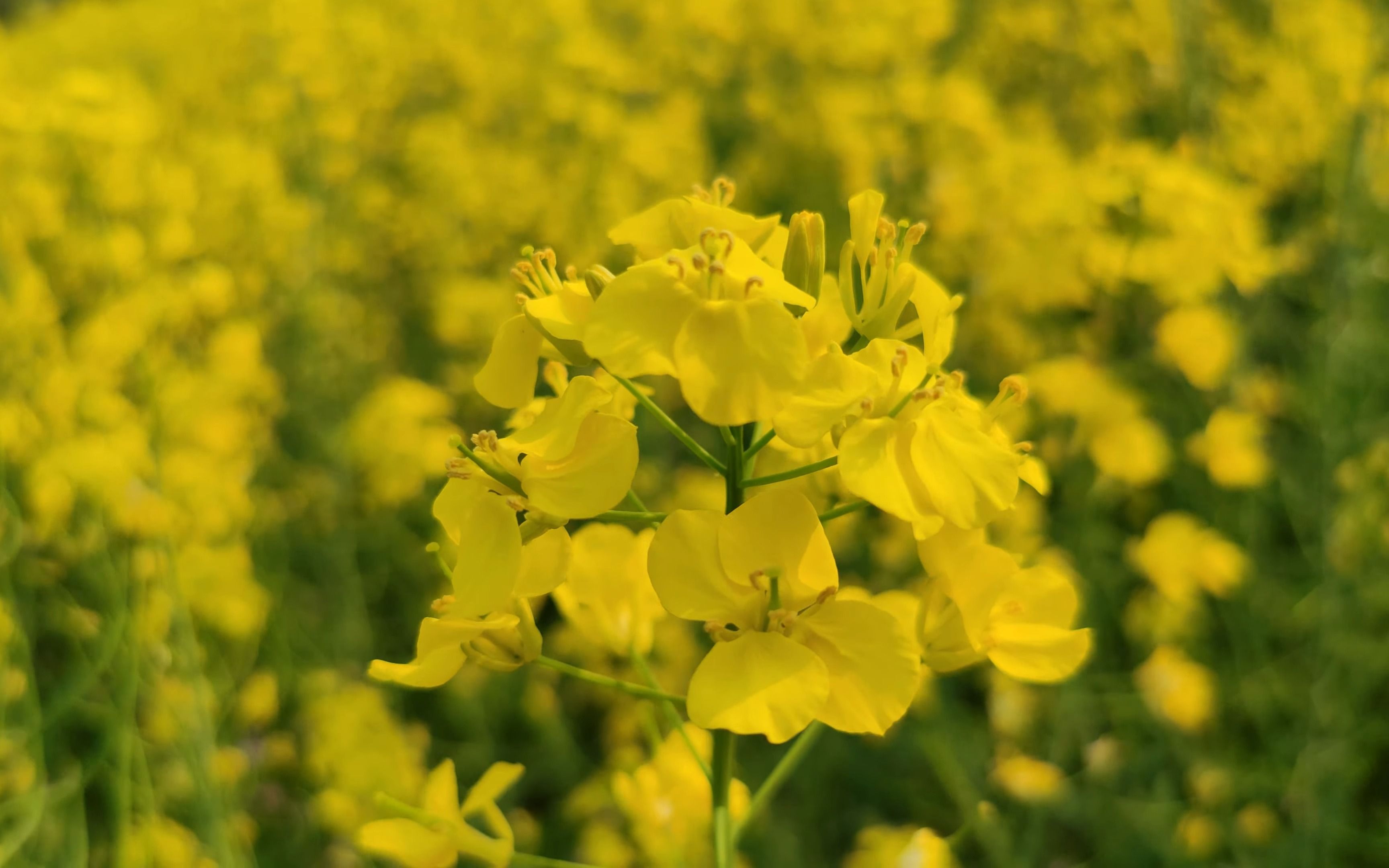 [图]百亩庭中半是苔，桃花落尽菜花开