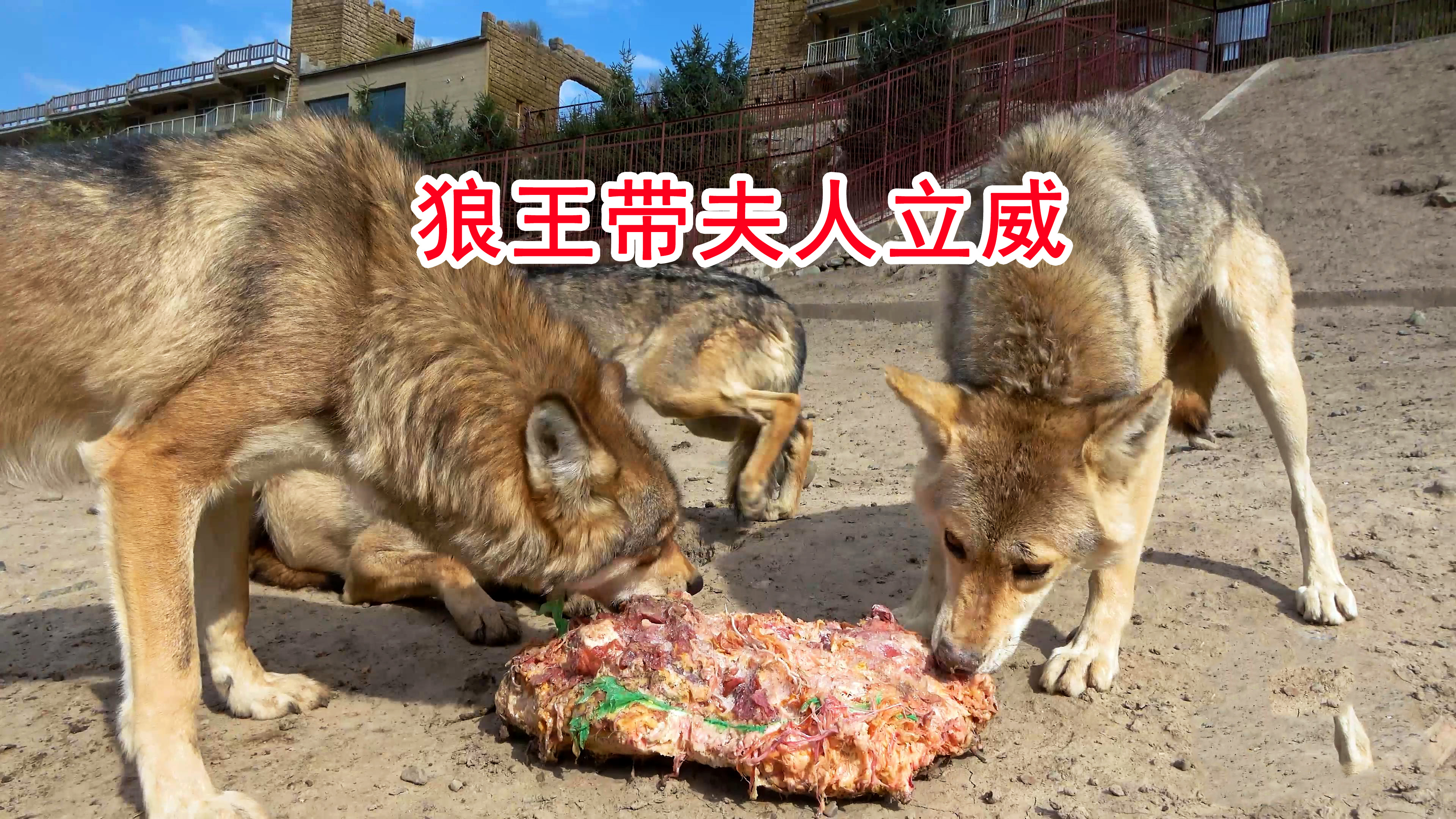 狼王狼后吃播现场!轮流望风大口撕肉真过瘾【狼王猎奇】