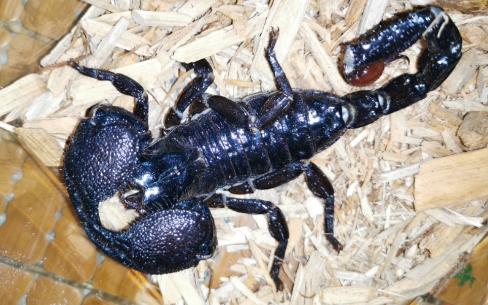 【天蝎日常】黑蝎捕猎白鼠