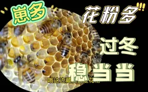 Tải video: 偷梁换柱成功的例子！蜜蜂崽多，性格好，过冬稳稳