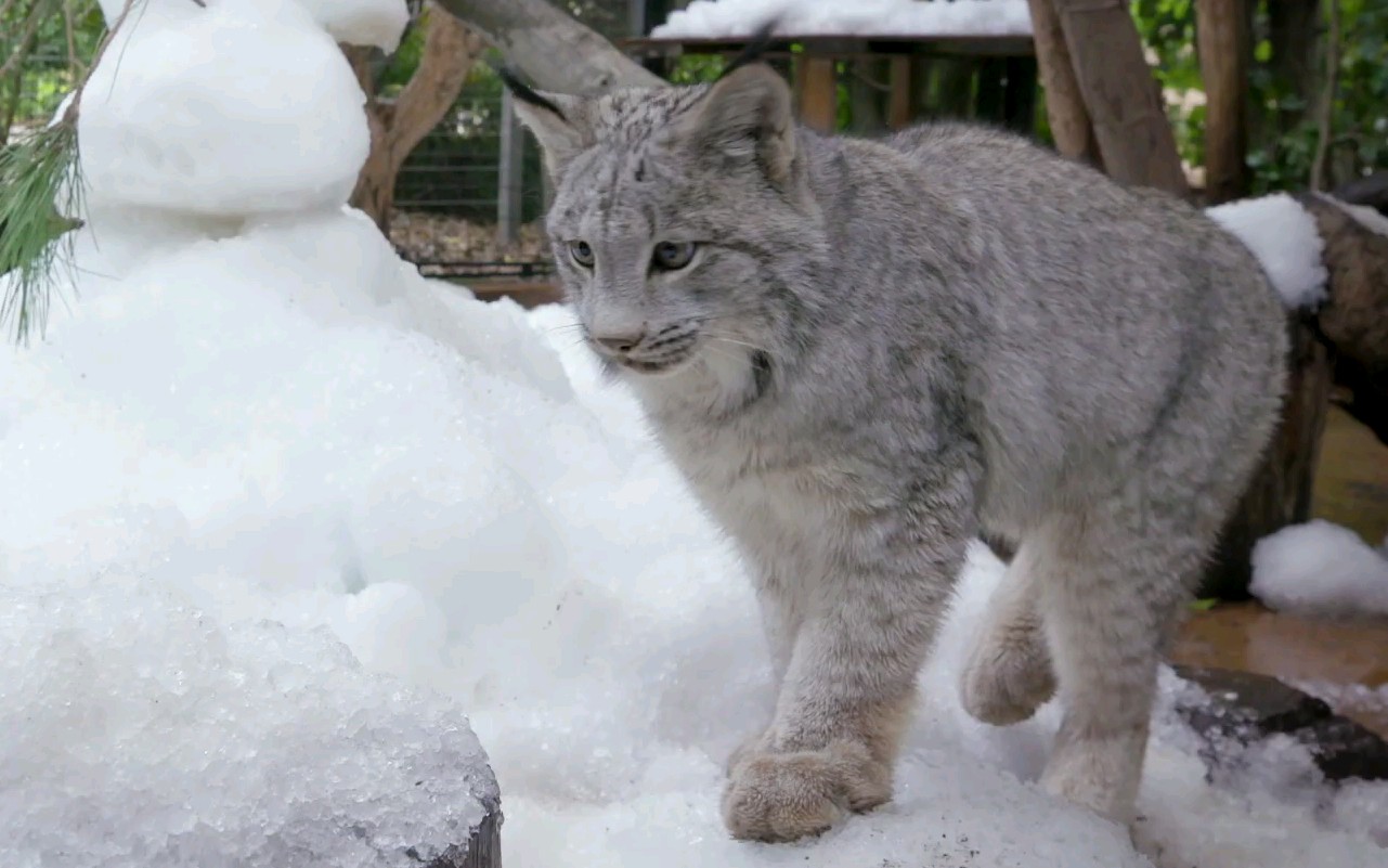 comagic玩雪啦雪豹和猞猁逍遥自在