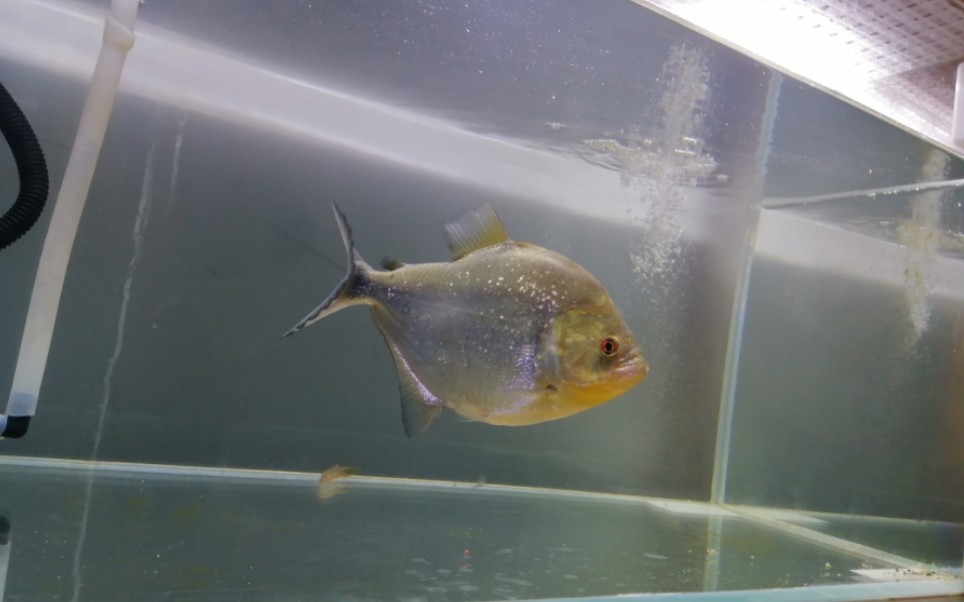 秘鲁钻黑水虎捕食合集泥鳅腰斩合集