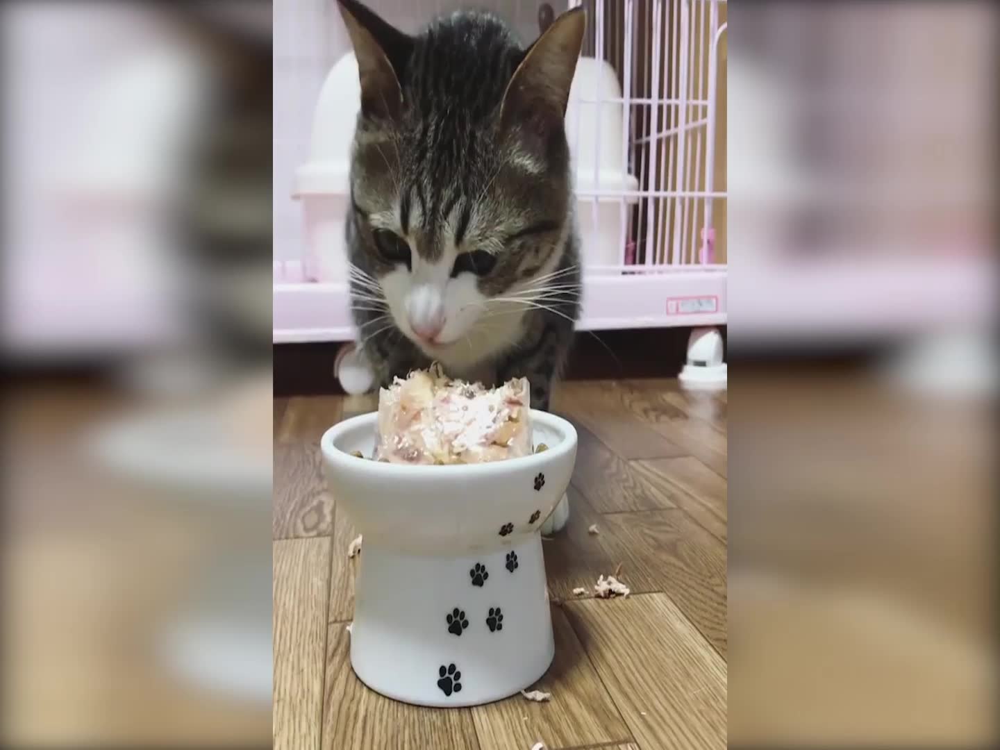 【suzume】一点点食物就能让猫咪满足得飞起,吃得好开心