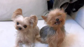 一听到见姥姥姥爷小狗就呲牙笑