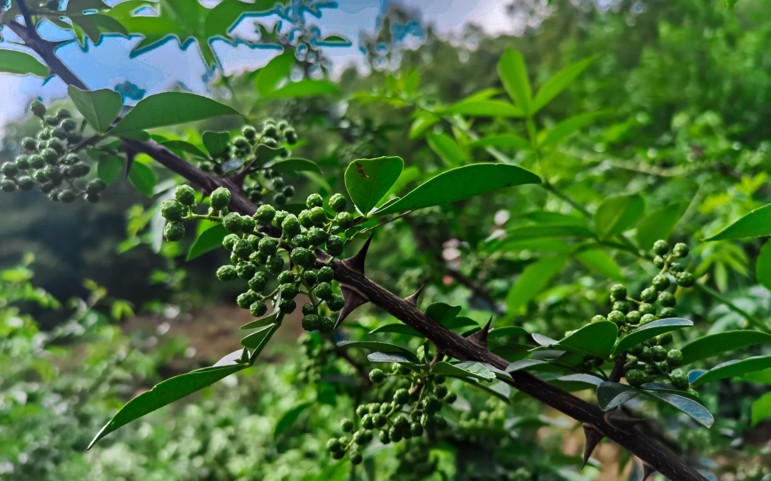 青花椒采摘季,教你如何轻松鉴别花椒是否在成熟期!
