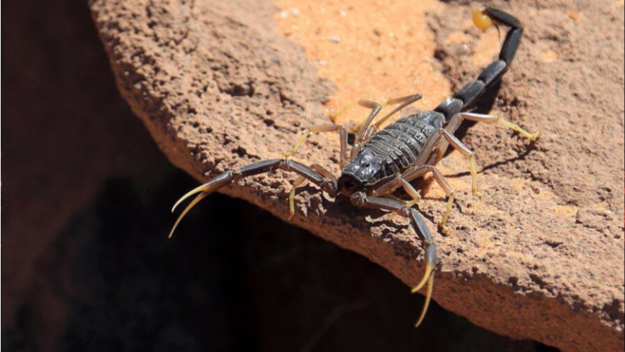 约旦钨金滑尾蝎lj捕食