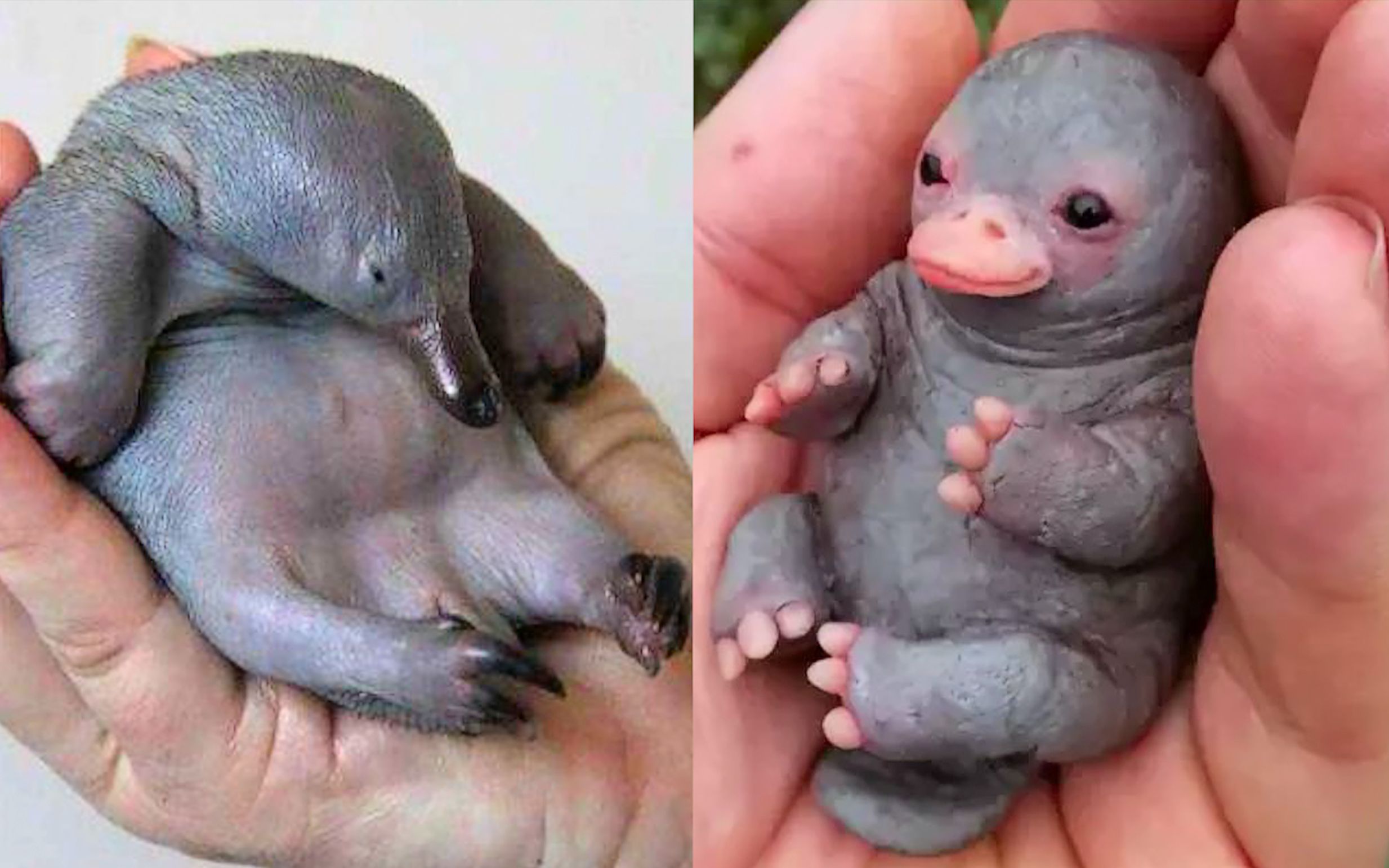 活动作品鸭嘴兽了解一下