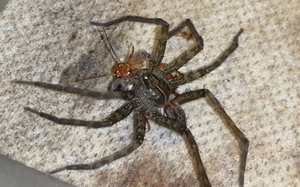褐腹狡蛛 捕食 蟑螂