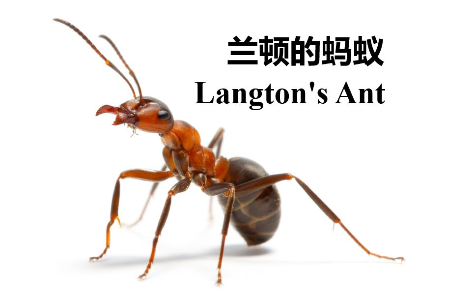 [图]兰顿的蚂蚁 Langton's Ant