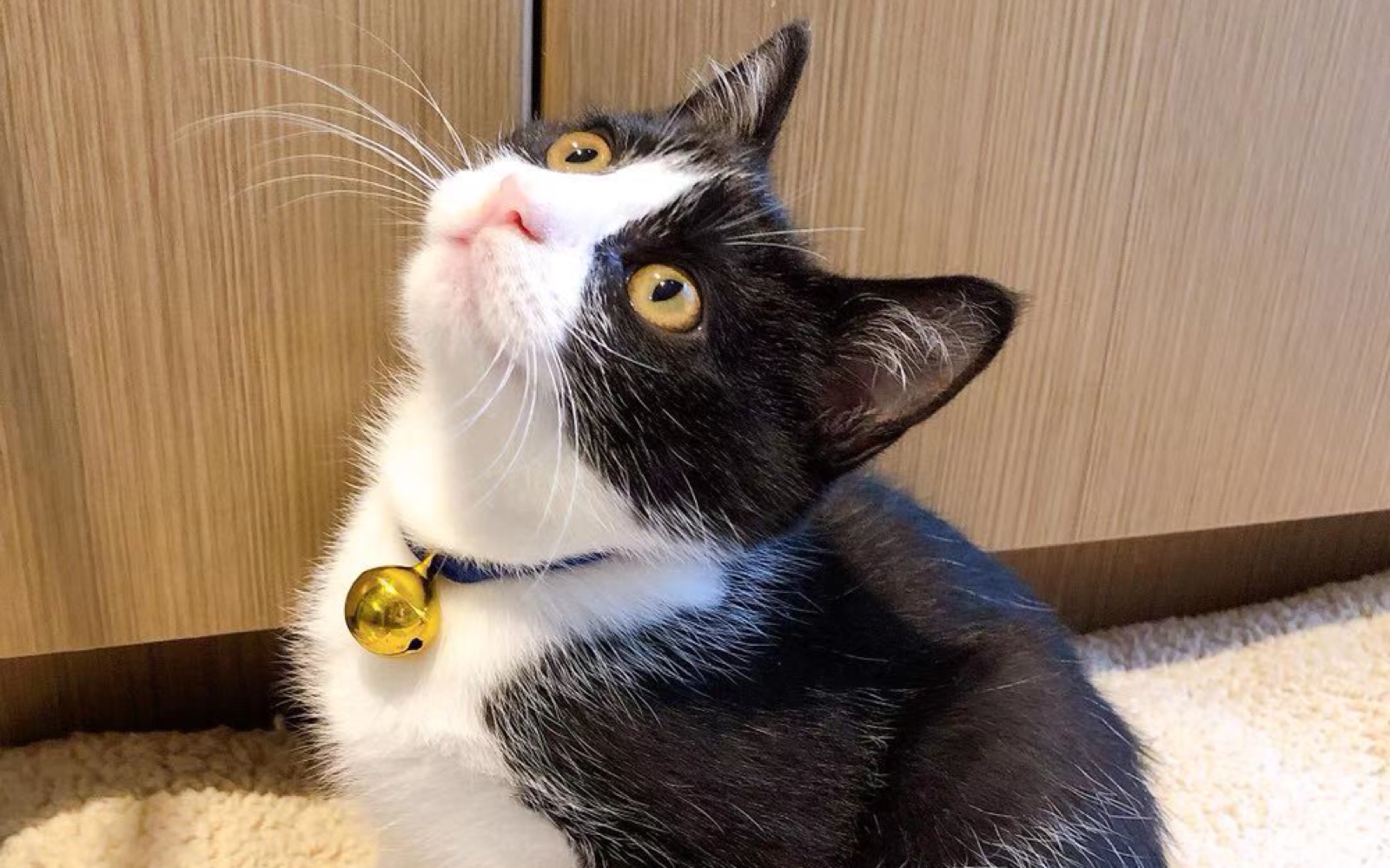 国外流浪到自家门口的吊面小奶猫找到了最终归属