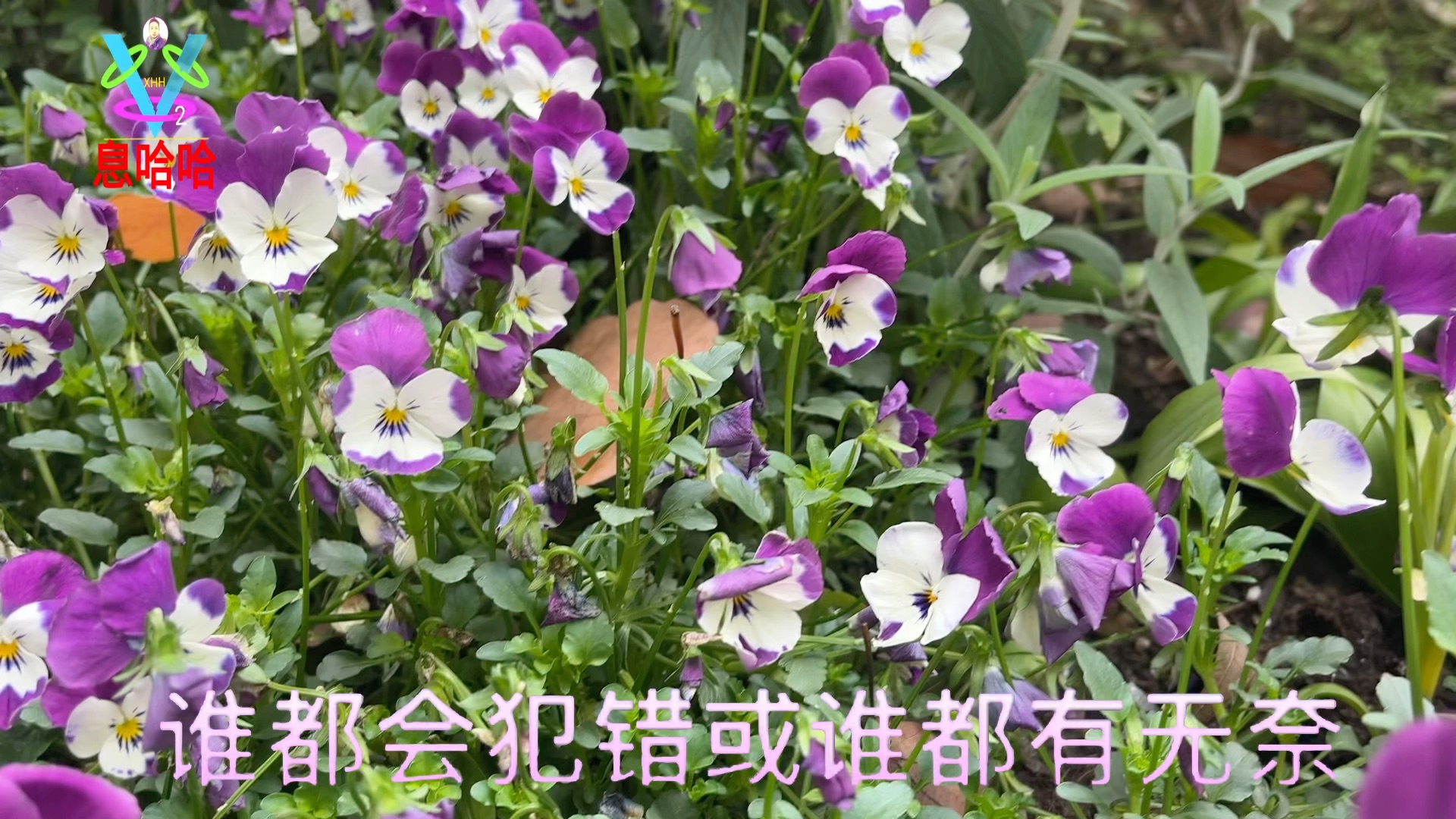 [图]赏花听歌 一首《言而无信》歌曲展播 百花盛开