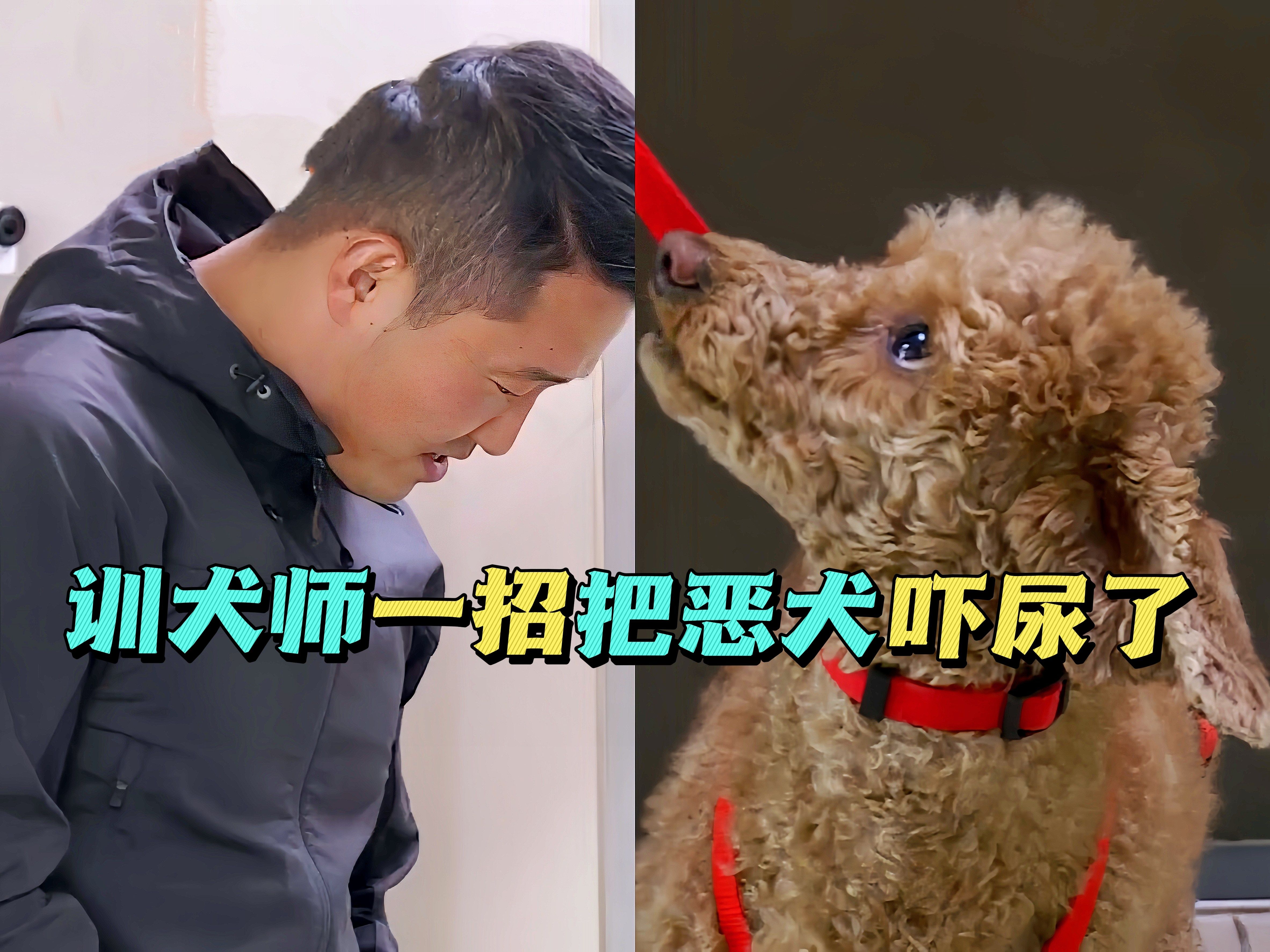 贵宾犬把主人当奴隶,一家人被咬的浑身是伤,结果训犬师一招把它吓尿哔哩哔哩bilibili