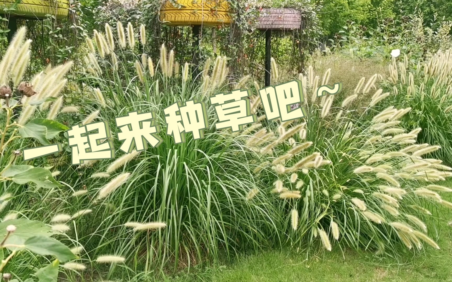 (花境植物介绍)野趣植物,观赏草哔哩哔哩bilibili