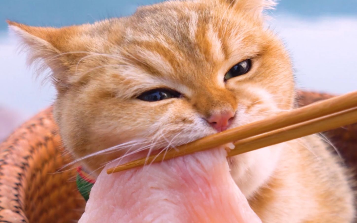 猫咪湖边吃火鸡肉,胃口大开-猫顿庄园-猫顿庄园-哔哩哔哩视频
