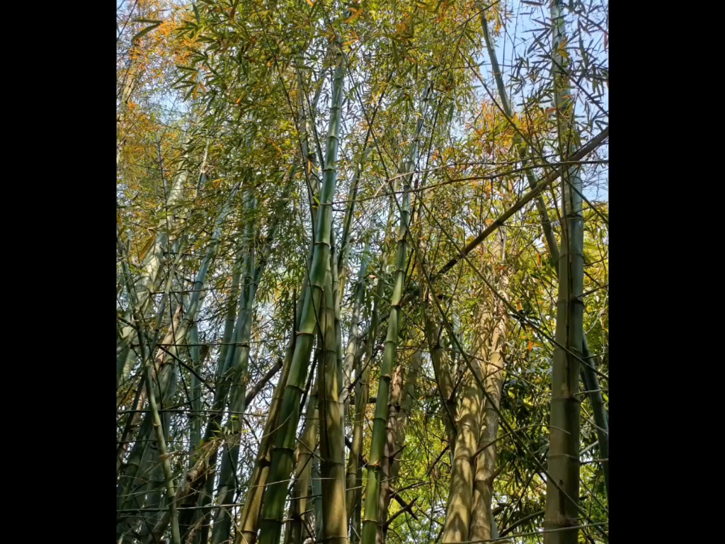 [图]树荫下的风景