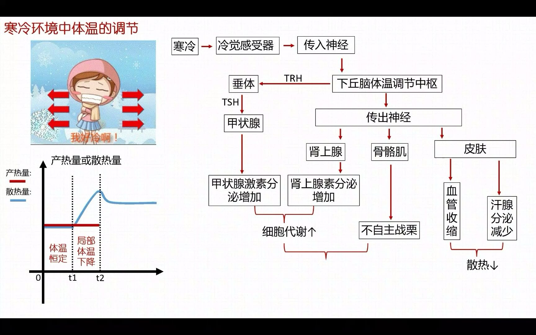 [图]人体体温的调节-微课