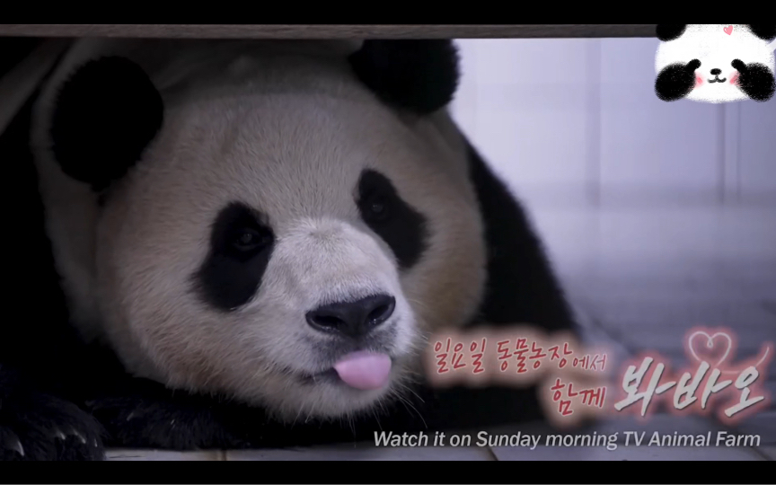 【中字】动物农场预告片-福宝,你是我的爱