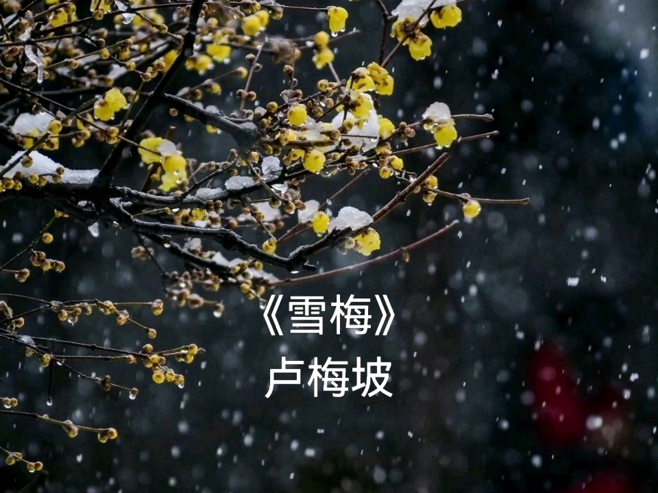 [图]诗词诵读：《雪梅》