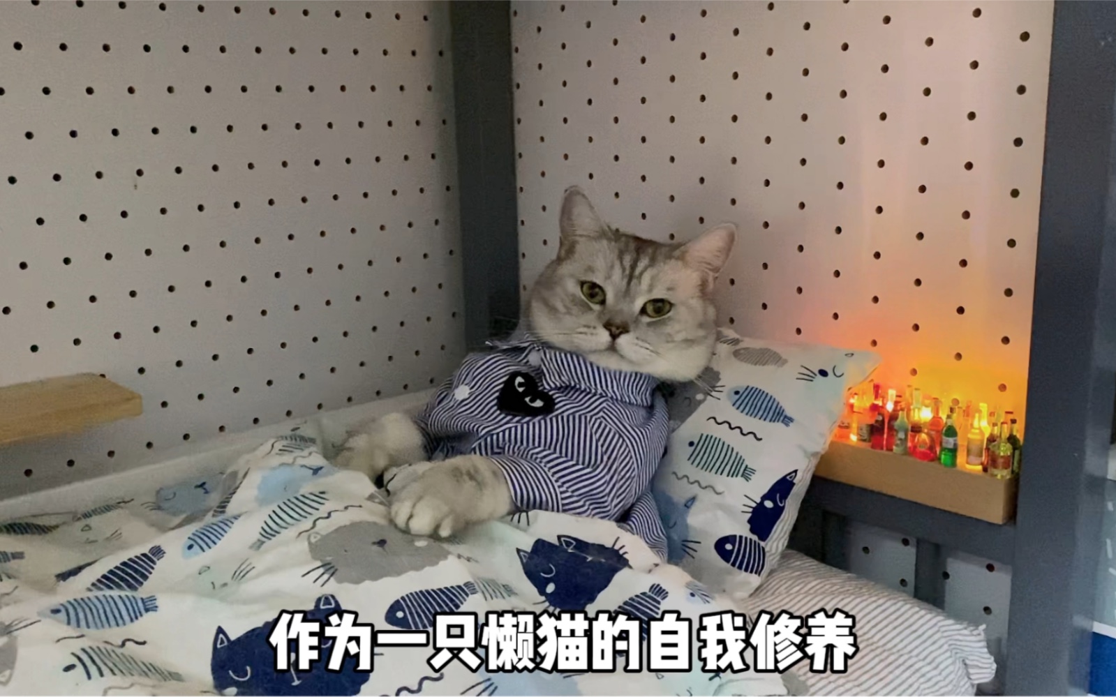 一只懒猫的自我修养,躺平的日子真舒服哔哩哔哩bilibili