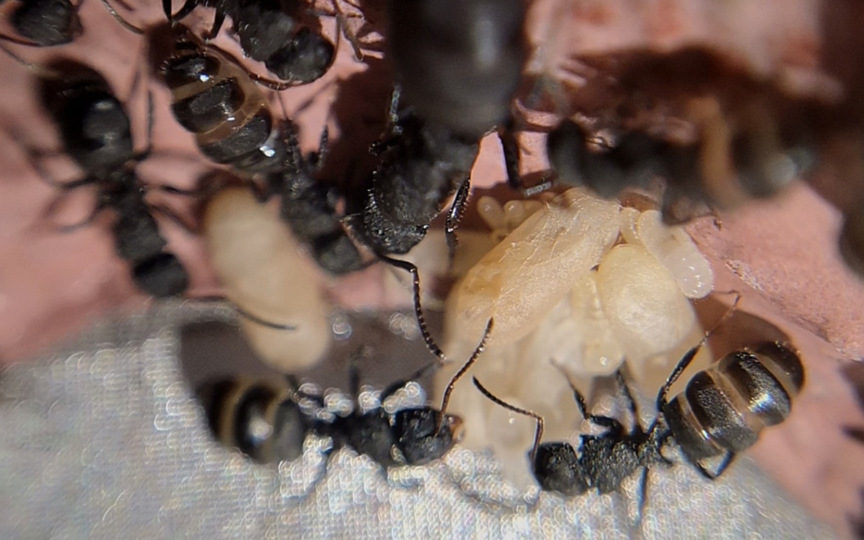 毛钳弓背蚁-camponotus lasiselene