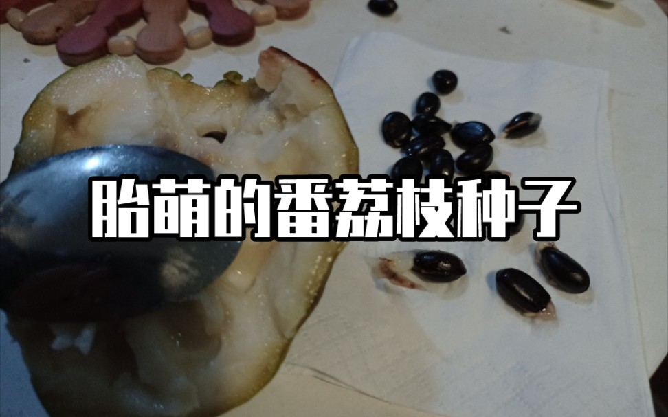 胎萌的番荔枝种子哔哩哔哩bilibili