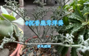 沉香鹿茸洋葵|与众不同