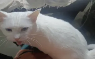 狩野集|猫猫镇帖