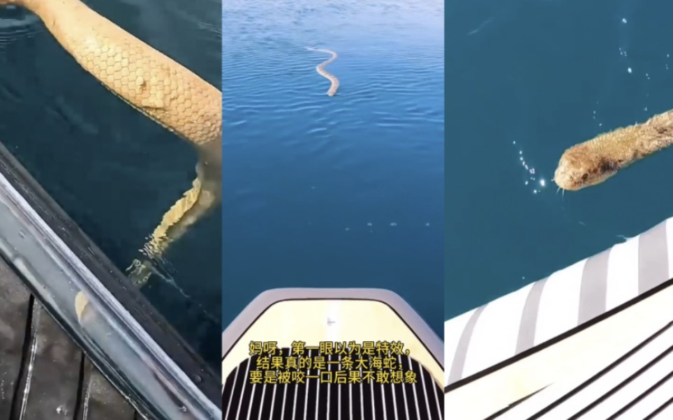 【tiktok】出海遇到大海蛇,要是被咬一口就栓q了