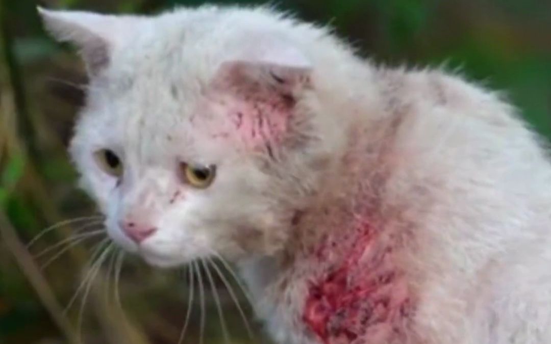 白猫公主和它的战损骑士