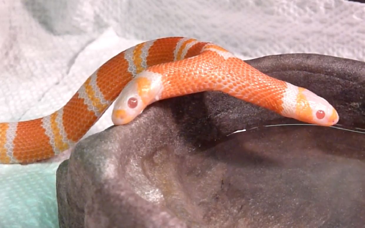 价值30w人民币的白化双头奶蛇,这颜值逆天了