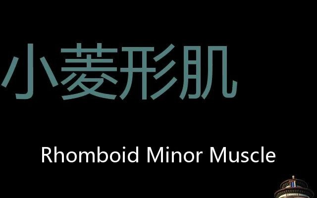 小菱形肌chinesepronunciationrhomboidminormuscle