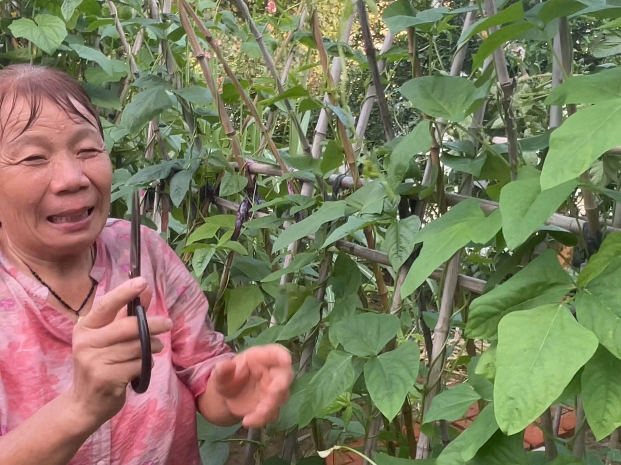 晚豆角打顶产量翻番