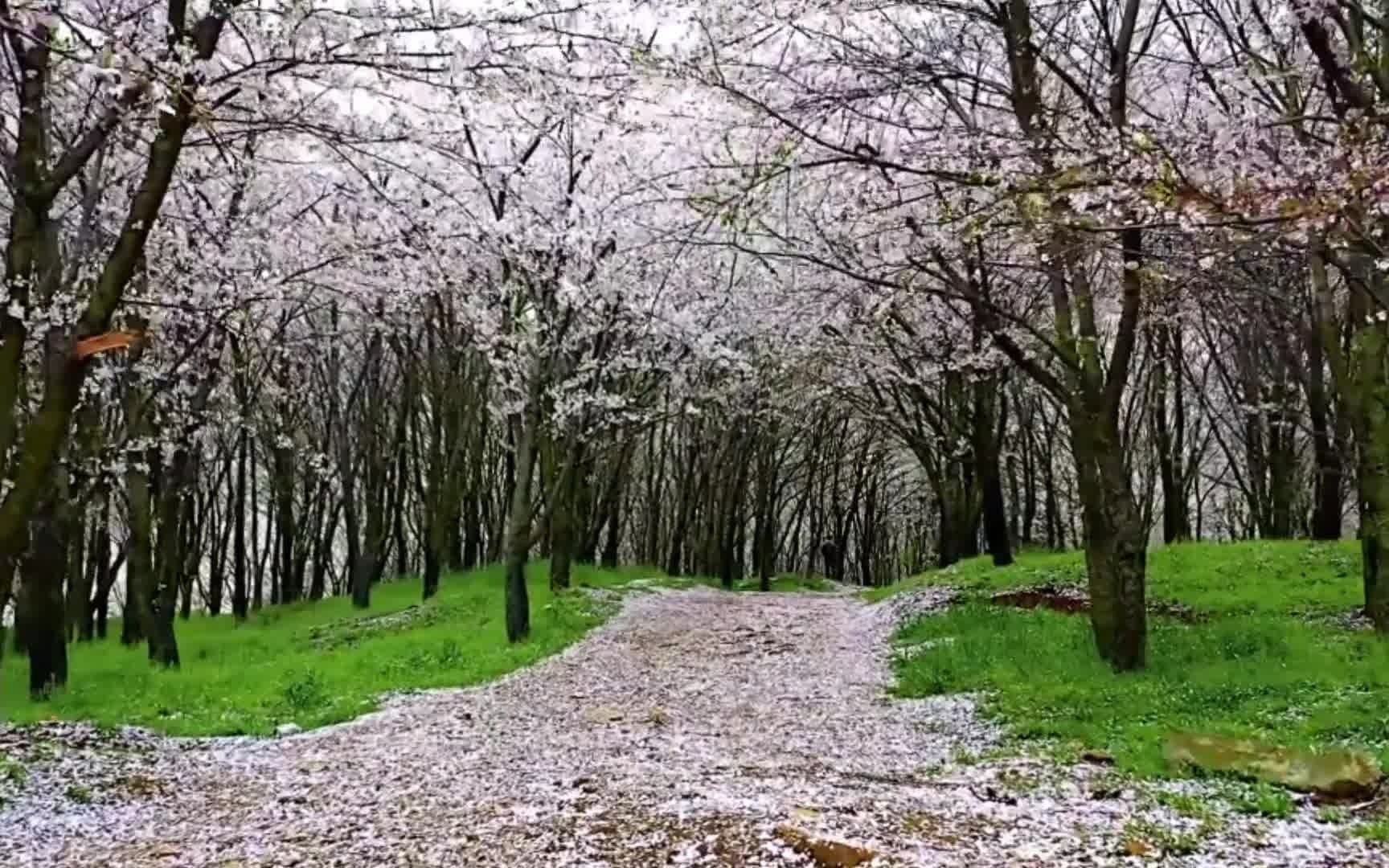 原来真的有梦幻仙境呀!就在中国贵州平坝!世界最大的樱花园!哔哩哔哩bilibili