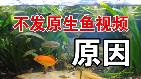 鸫龟先生为何不发原生鱼视频了 鱼龟混养的鱼缸 鱼已经快被乌龟吃灭绝了 没鱼可拍 没养龟苗的鱼缸 水草 爆缸 也失去拍摄价值 无过滤不打氧原生鱼缸 正在陆续清理 哔哩哔哩