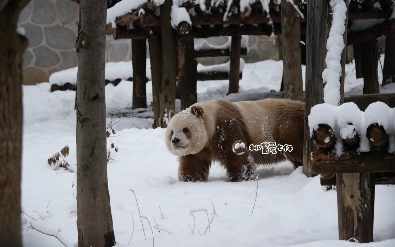 [图]今天是你们的冰雪熊王