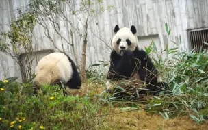 Tải video: 大娇妈妈吃午餐 威风凛凛（和孩子们分开前）