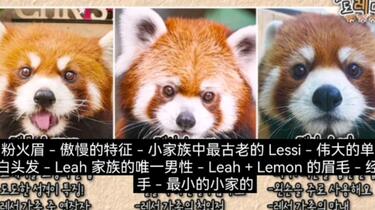 爱宝乐园三只小熊猫区分（中字）lemon柠檬，lessi蕾西，leah利亚
