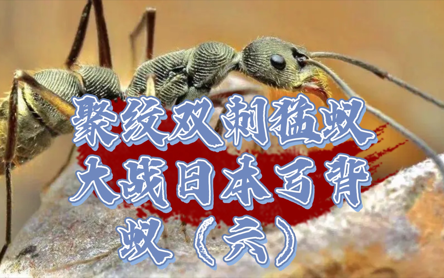 史诗级战争大型群战现场两边都是猛将日本弓背蚁大战聚纹双刺猛蚁智慧