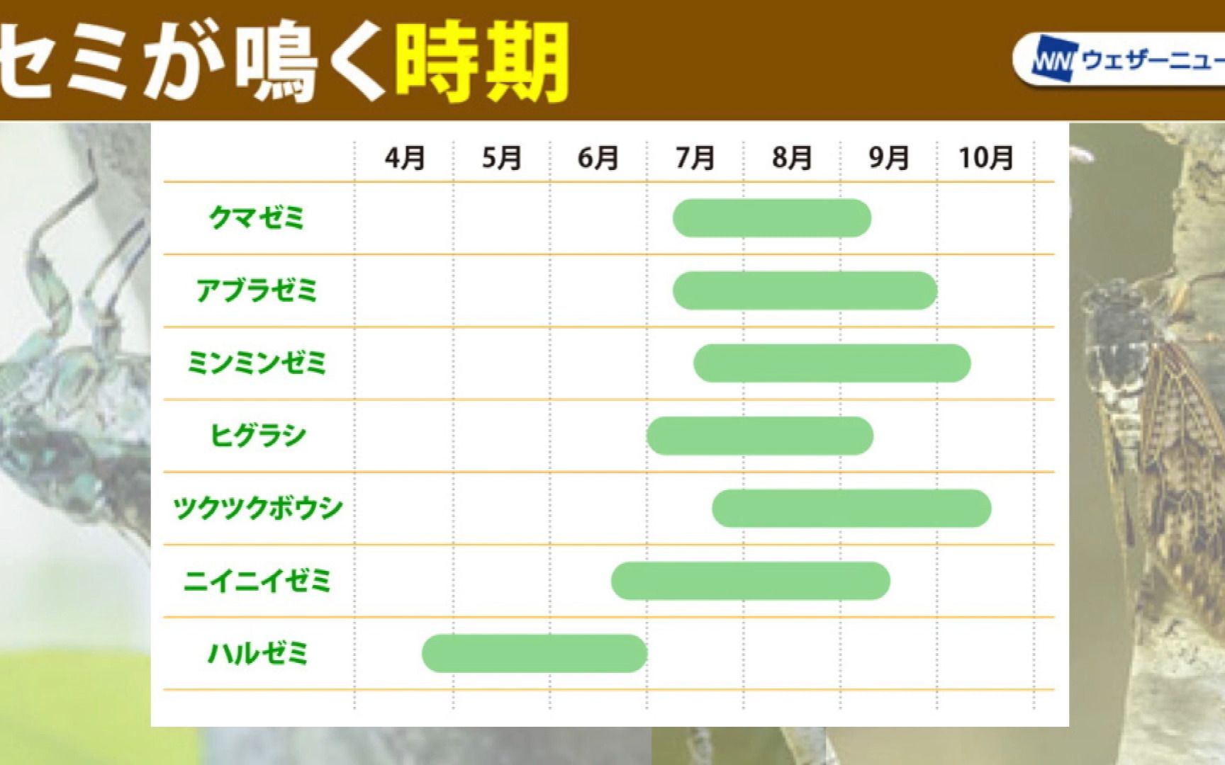 朝から晩まで鸣き続けるセミも!种类によって违うセミの鸣く时期や时间帯哔哩哔哩bilibili