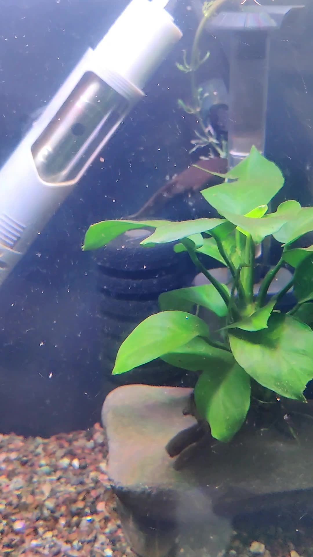 雷龙这棵草真好玩