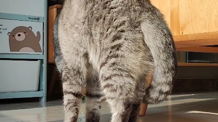 确认猫咪是软体动物可以随意弯曲