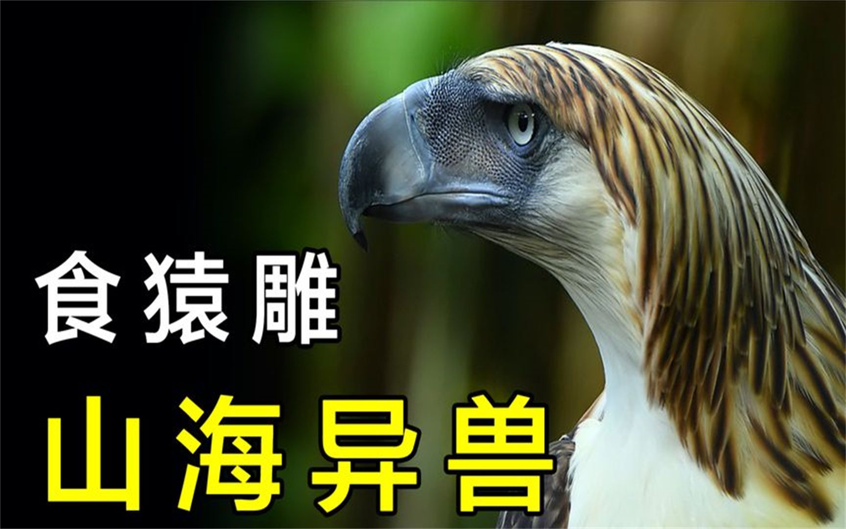 山海经中异兽"蛊雕",会不会是黑猫警长的大反派,猛禽食猿雕?