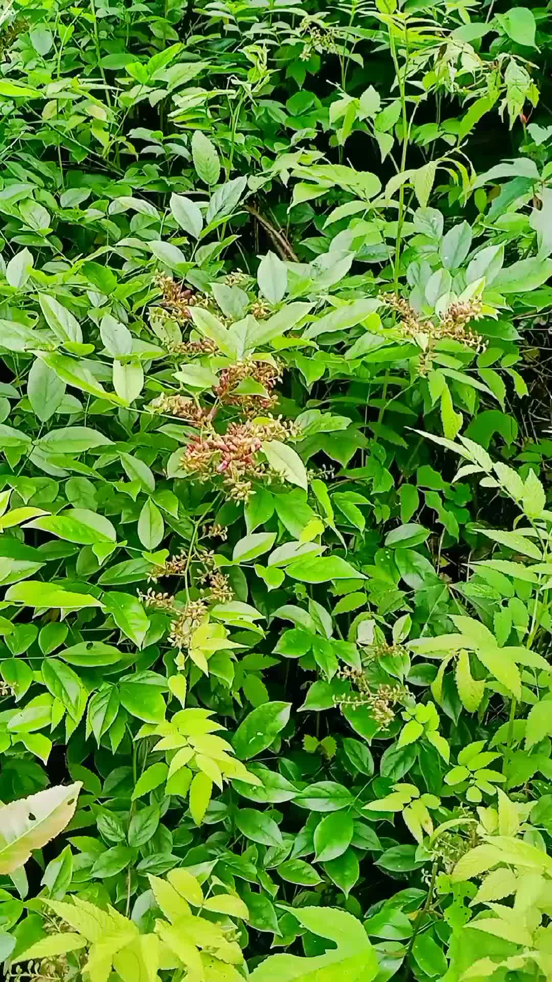 香花美丽豆藤#自然之美#野生植物