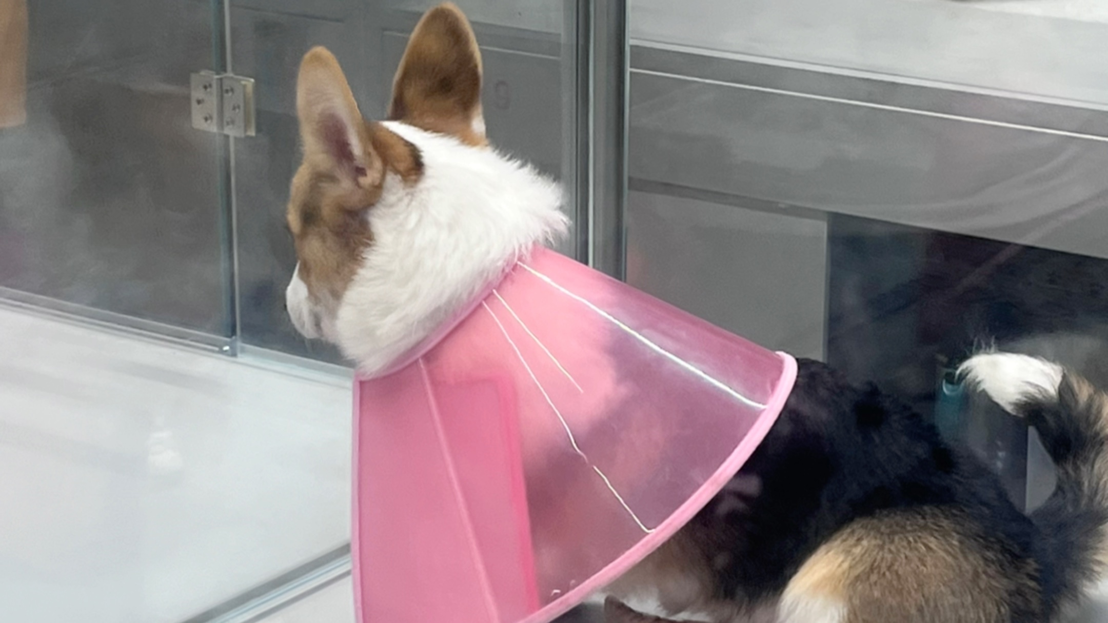 狗狗傻的好搞笑