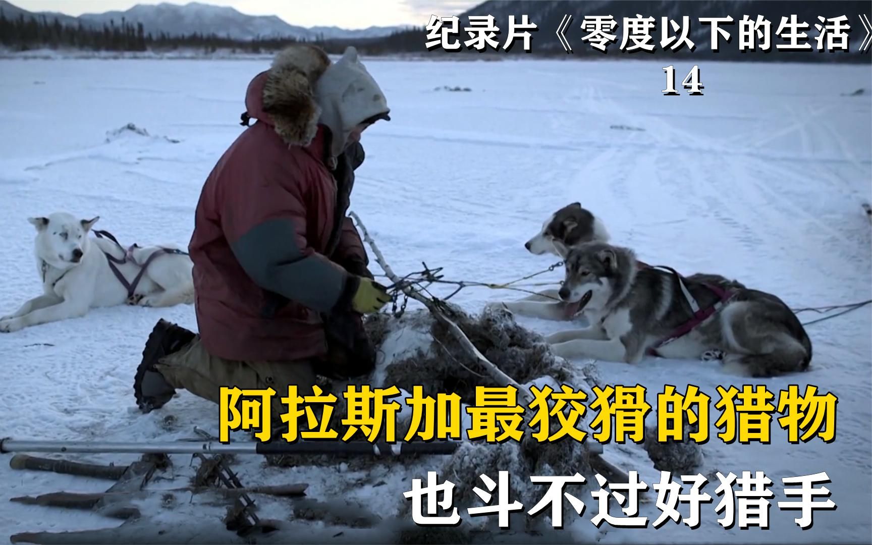 零下35°:阿拉斯加再狡猾的猎物,也逃不过猎人的五指山!纪录片