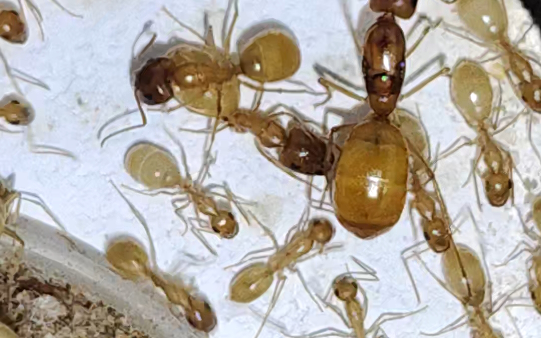 红金弓背蚁日常