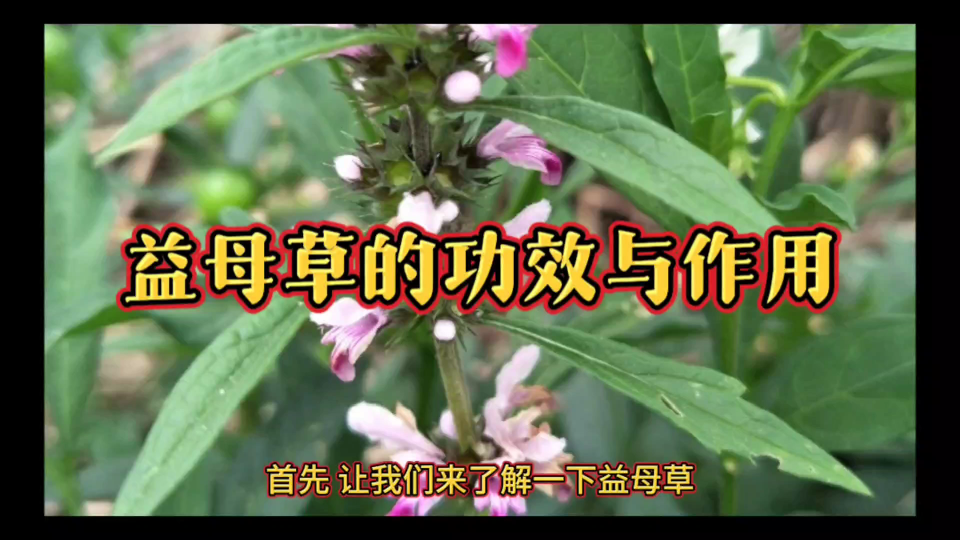 益母草的功效与作用