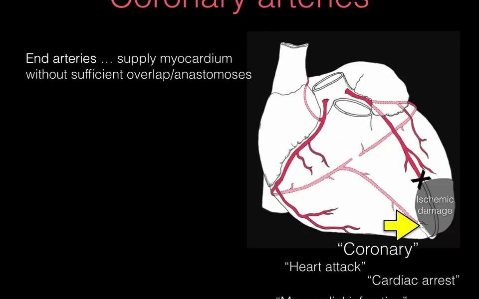 心臟的冠脈循環