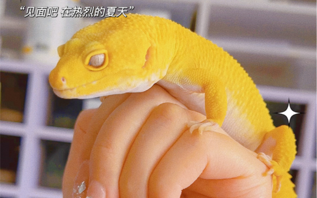 活动  夏天的颜色-阳光豹纹守宫